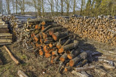 Welk hout voor uw houtkachel: kiezen, drogen en bewaren