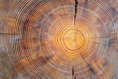 Le bois : source d’énergie renouvelable, durable et indispensable
