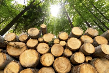 Como hacer nuevamente sostenible la energía de biomasa